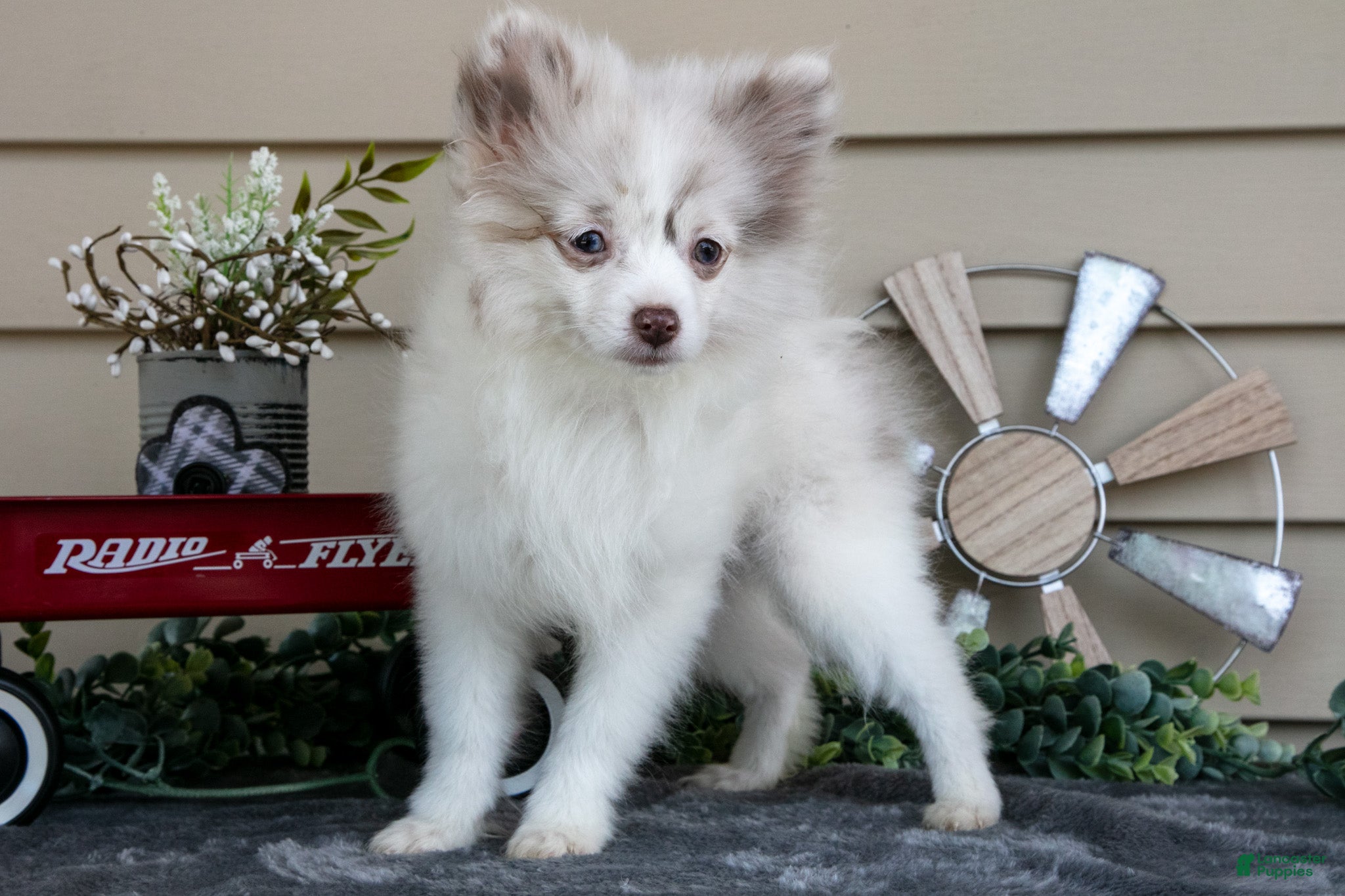 Pomeranian dogs Isabella - Ad 1