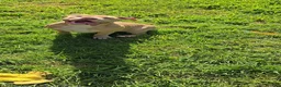American Bully dogs for sale: Honey - Ad 4