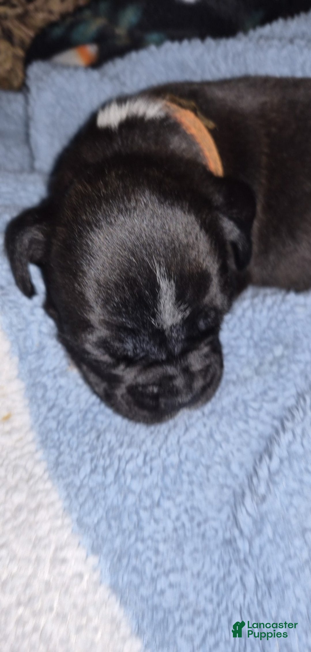 Boxer dogs Orange - Ad 1