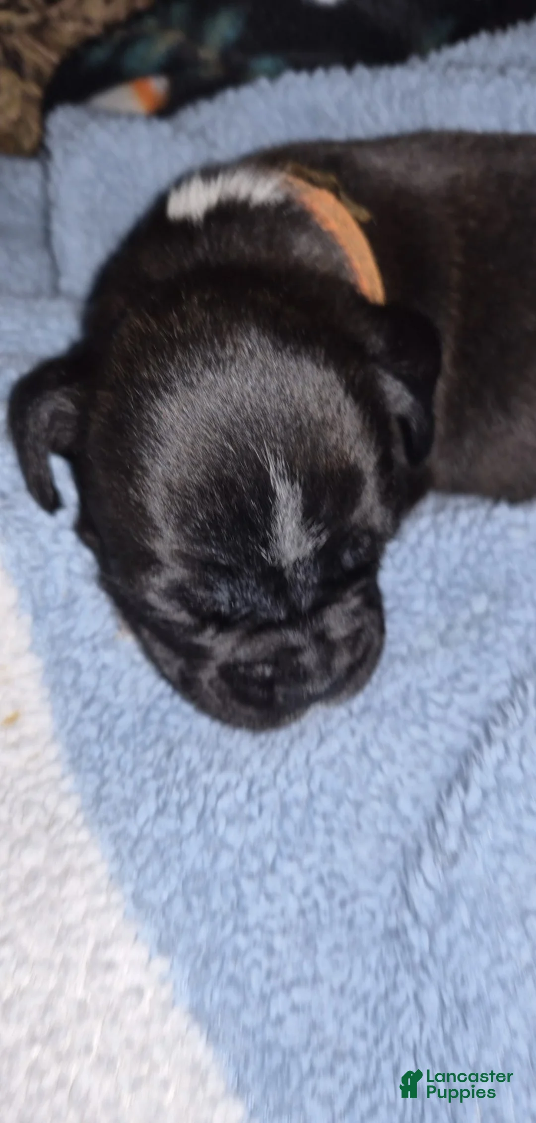 Boxer dogs for sale: Orange - Ad 1