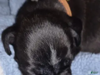 Boxer dogs Orange - Ad 1