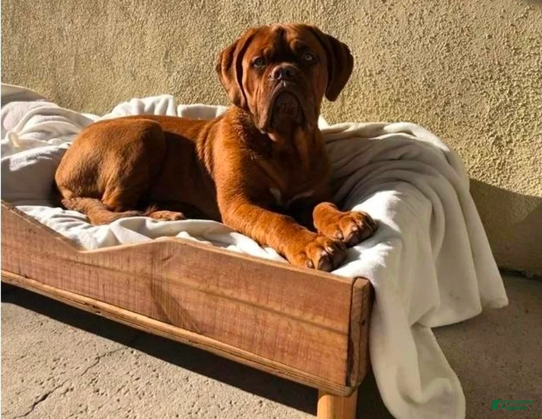 Dogue De Bordeaux dogs for sale: Dogue De Bordeaux Puppy 2 - Ad 5