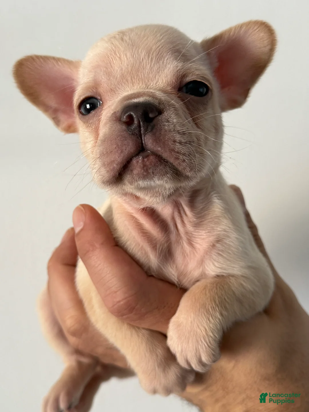 French Bulldog dogs for sale: French Bulldog Puppy 5 - Ad 2
