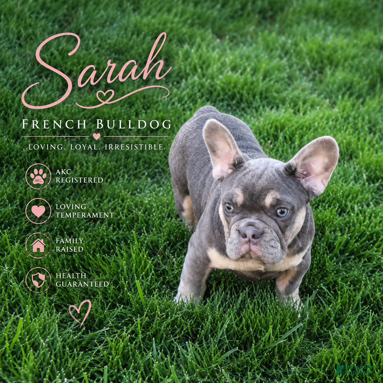 French Bulldog dogs Sarah - Ad 1
