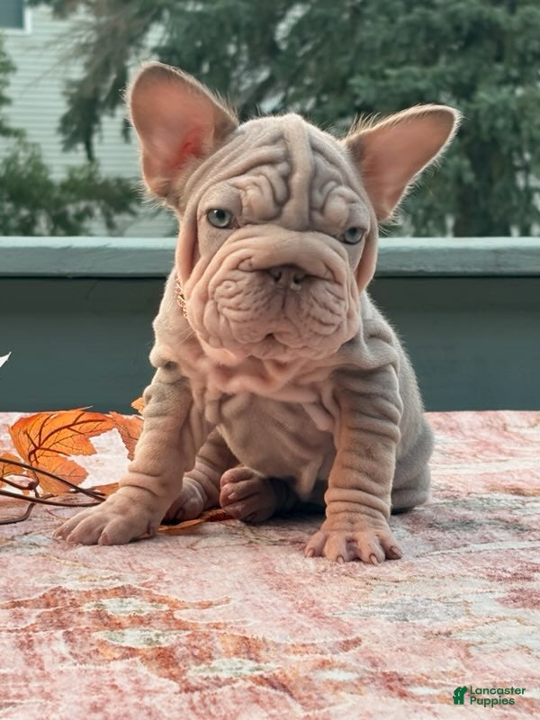 French Bulldog dogs Sansa - Ad 2