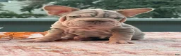 French Bulldog dogs for sale: Sansa - Ad 2