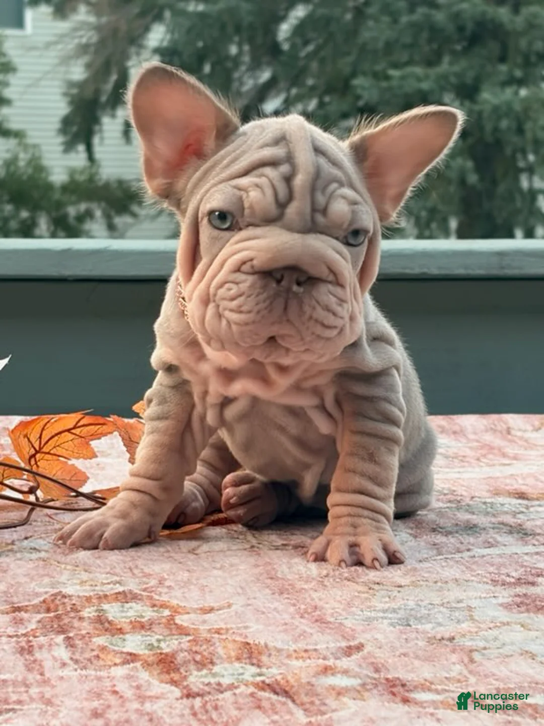 French Bulldog dogs for sale: Sansa - Ad 2