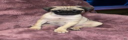 Pug dogs for sale: Oreo - Ad 4
