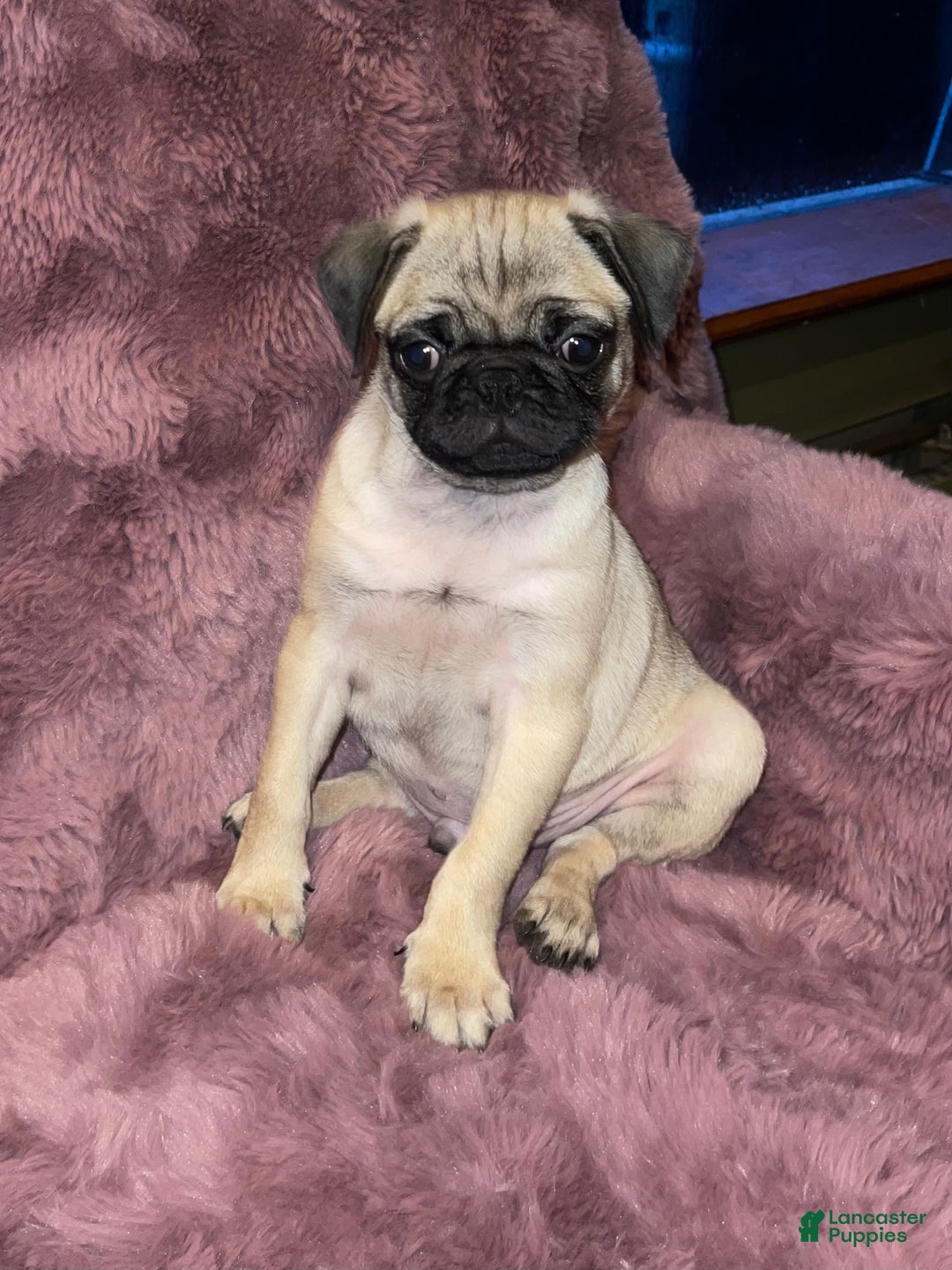 Pug dogs for sale: Oreo - Ad 4