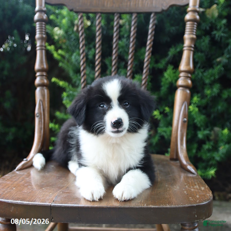 Mixed Breed dogs for sale: Darling - Ad 1