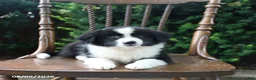 Mixed Breed dogs for sale: Darling - Ad 1