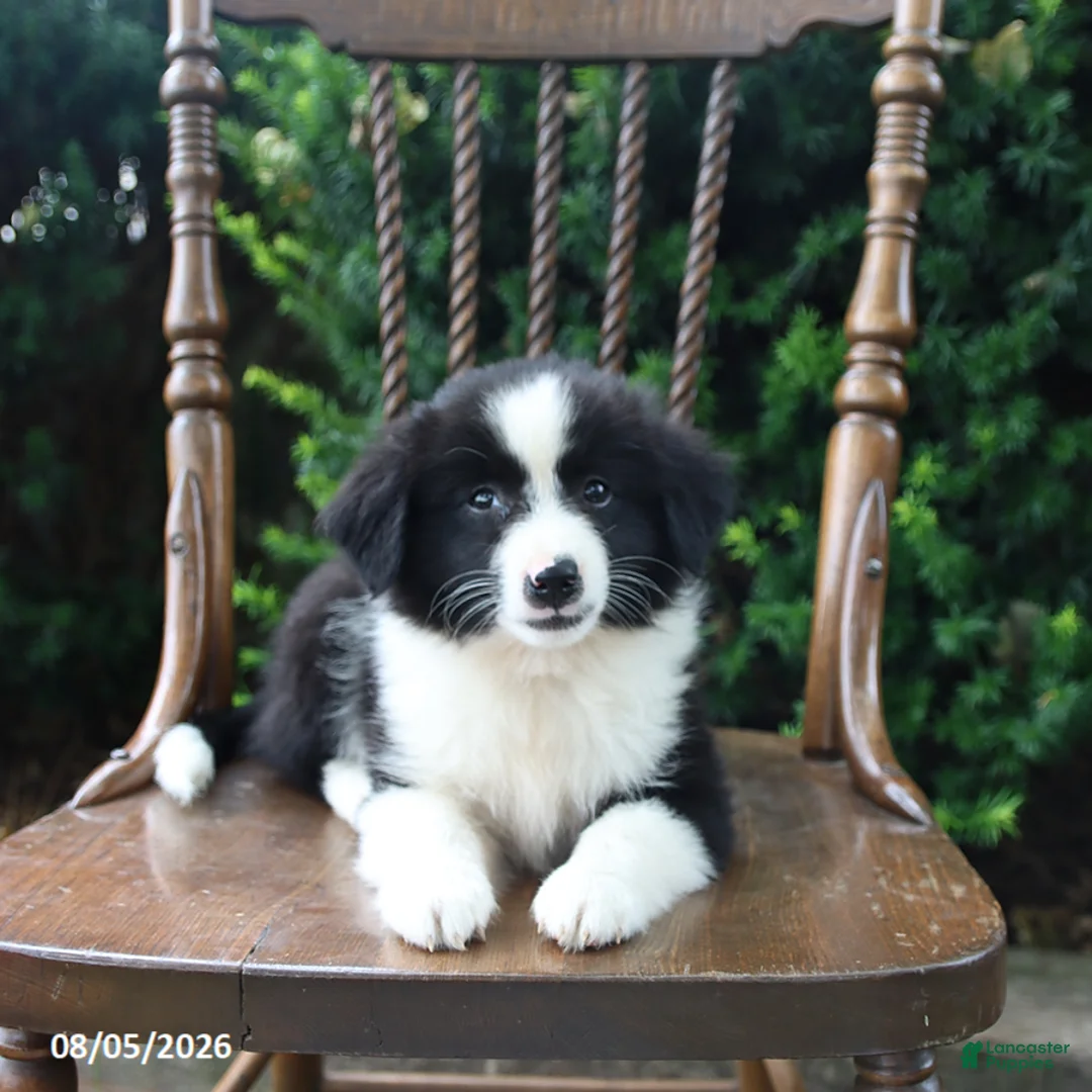 Mixed Breed dogs for sale: Darling - Ad 1