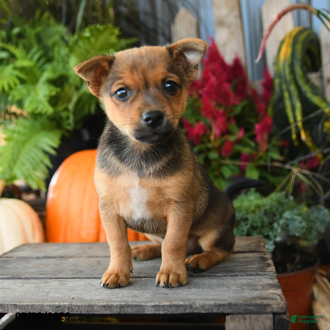 Mixed Breed dogs for sale: Atlas - Ad 2