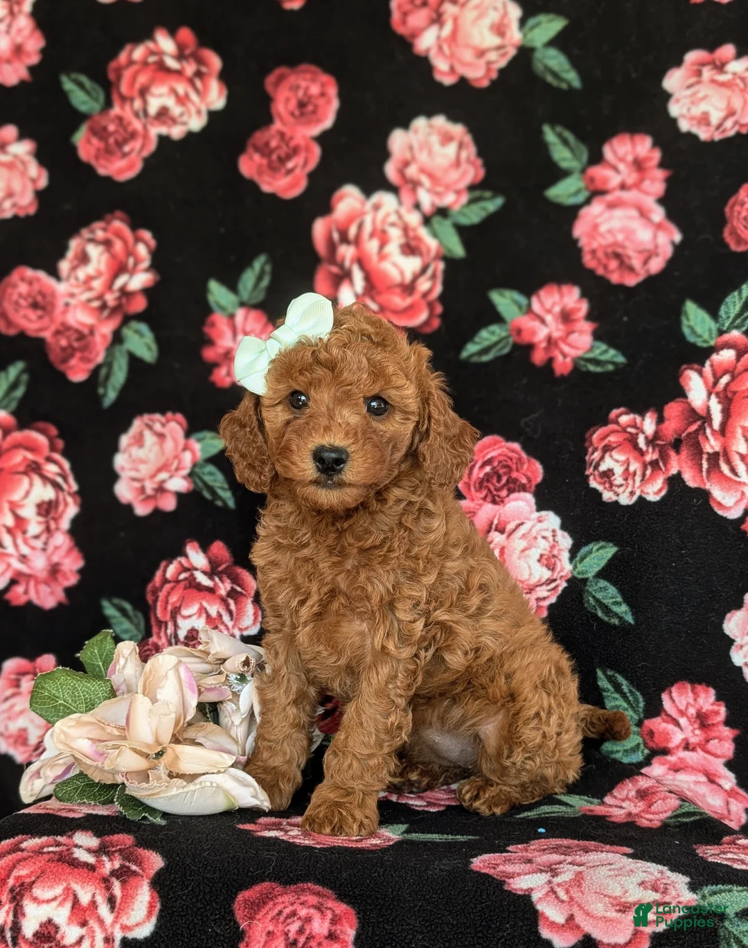 Cavapoo dogs for sale: Jody Hypoallergenic - Ad 1