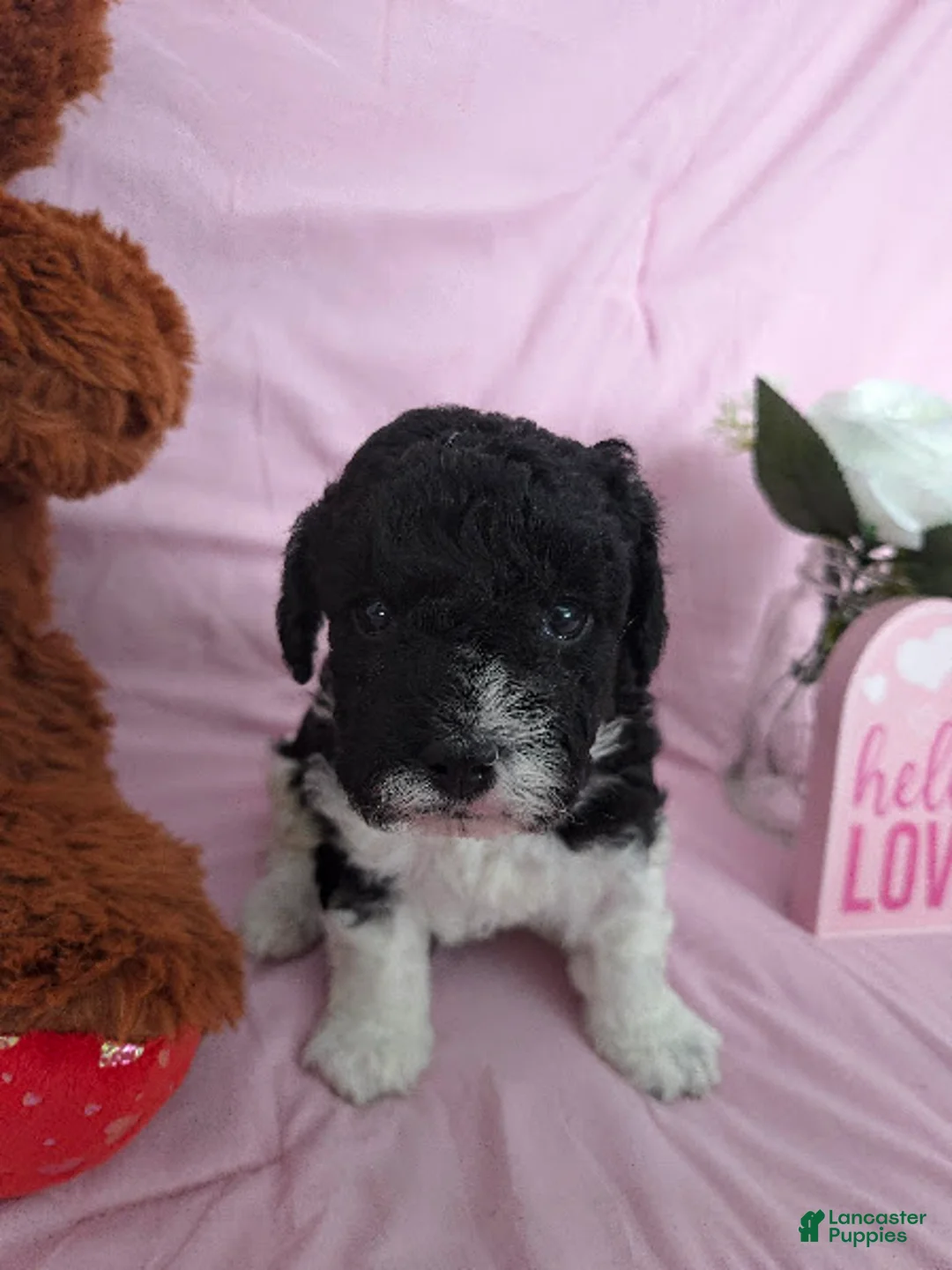 Cavapoo dogs for sale: Bear - Ad 5