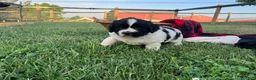 Newfoundland dogs for sale: Muffin❤️AKC❤️Genetic Tested - Ad 4
