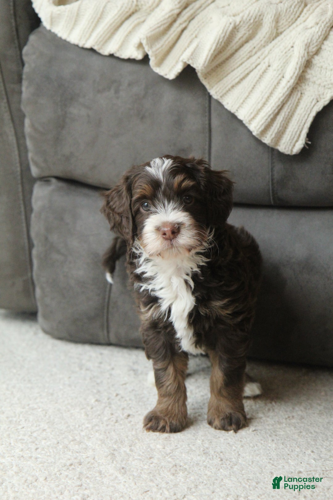 Bernedoodle dogs for sale: Louie Macario - Ad 4