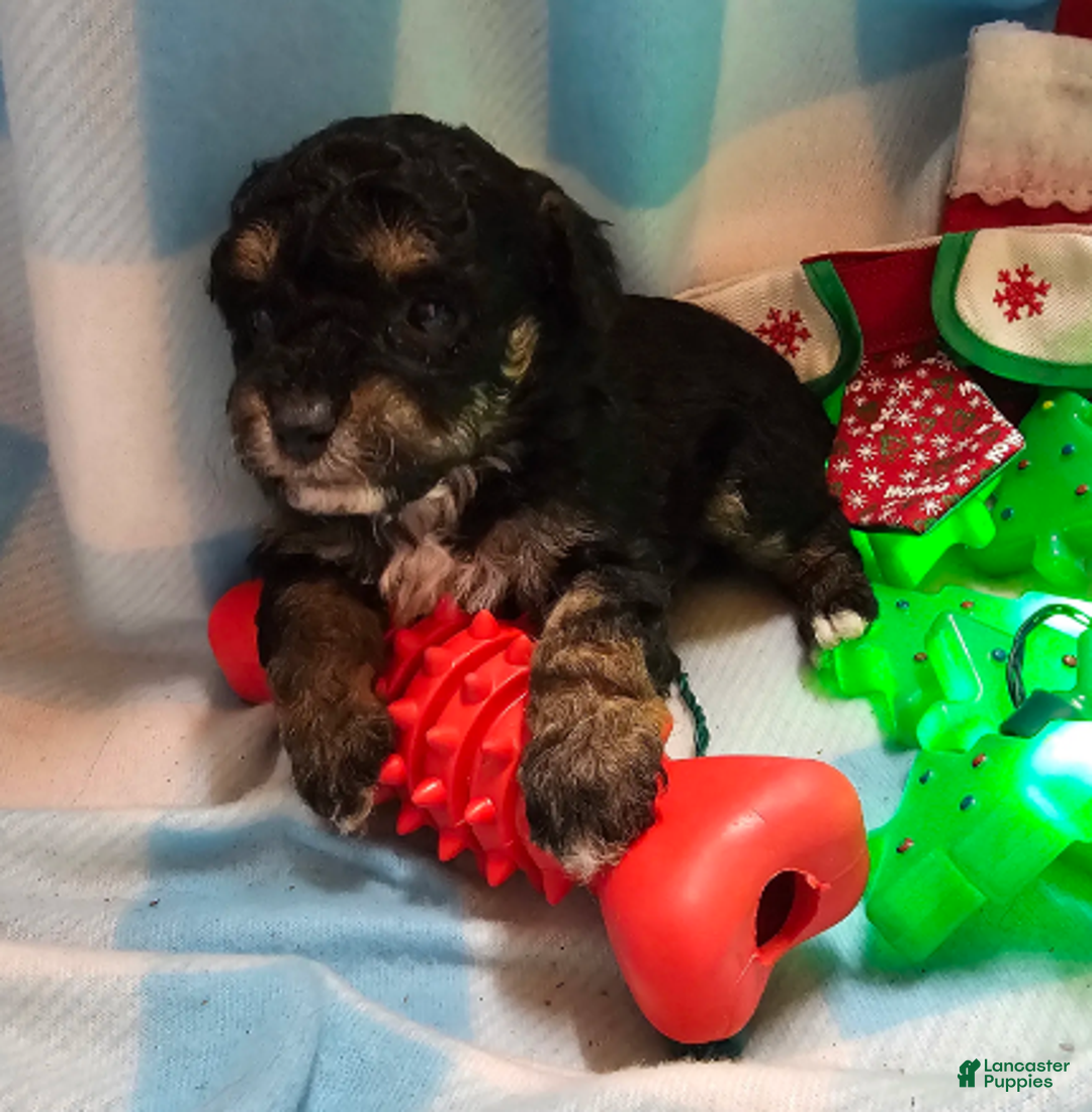 Cavapoo dogs for sale: POMAGRANT - Ad 4