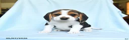 Beagle dogs for sale: Candy - Ad 1