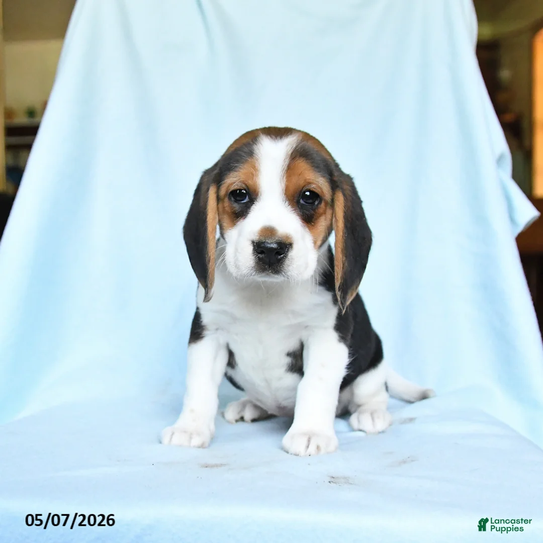 Beagle dogs for sale: Candy - Ad 1