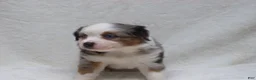Miniature Australian Shepherd dogs for sale: Becky - Ad 3