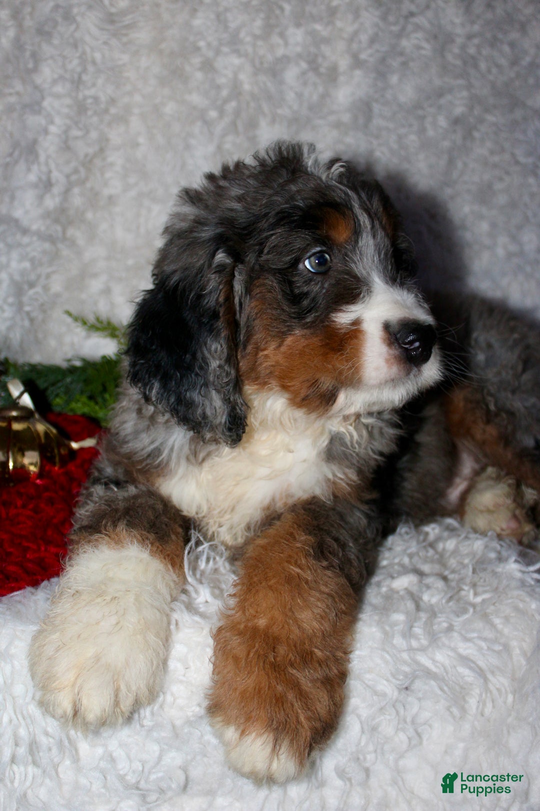 Bernedoodle dogs for sale: Jack - Ad 2