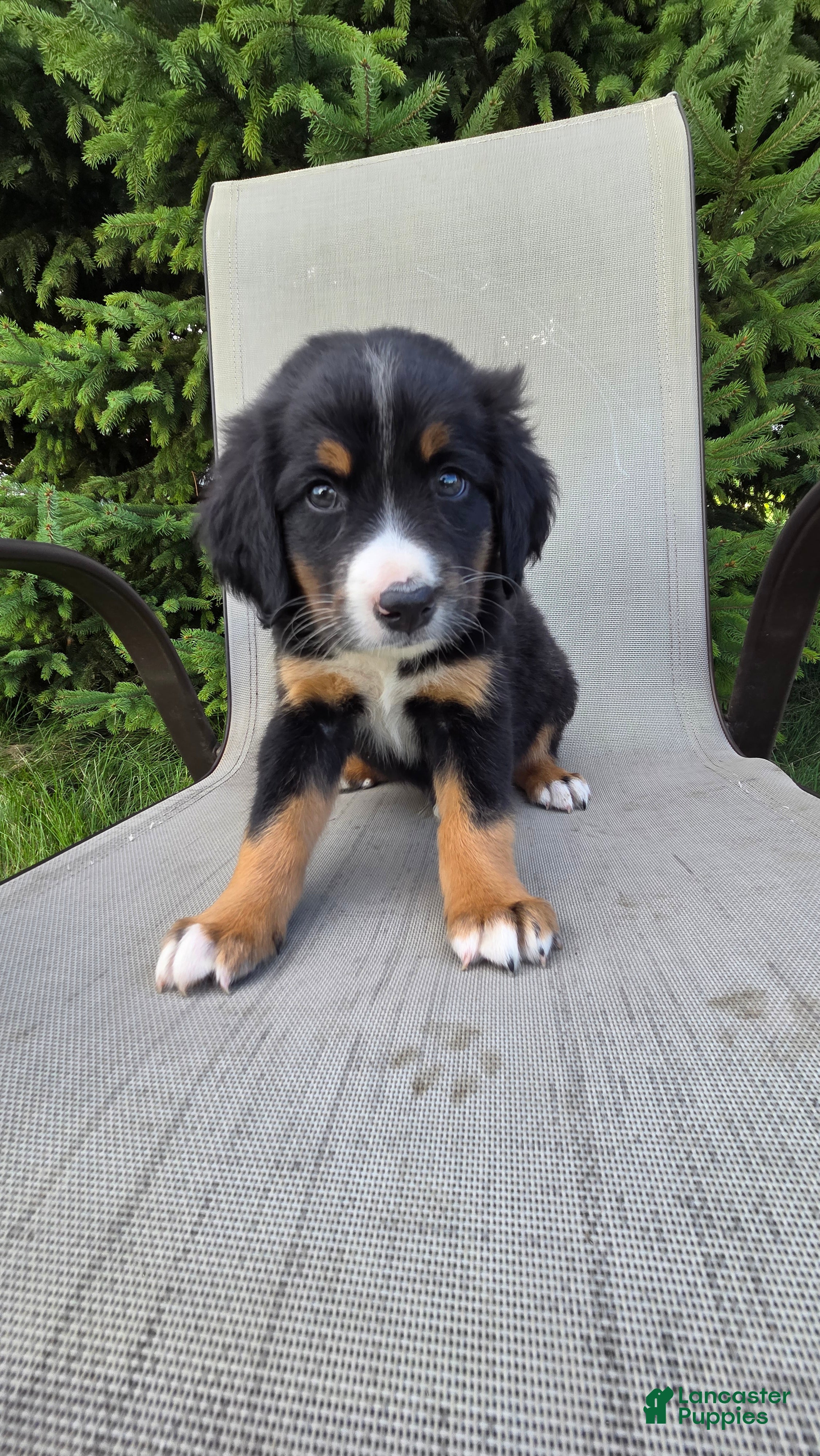 Bernedoodle dogs for sale: Bernedoodle dark green - Ad 1