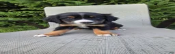 Bernedoodle dogs for sale: Bernedoodle dark green - Ad 1