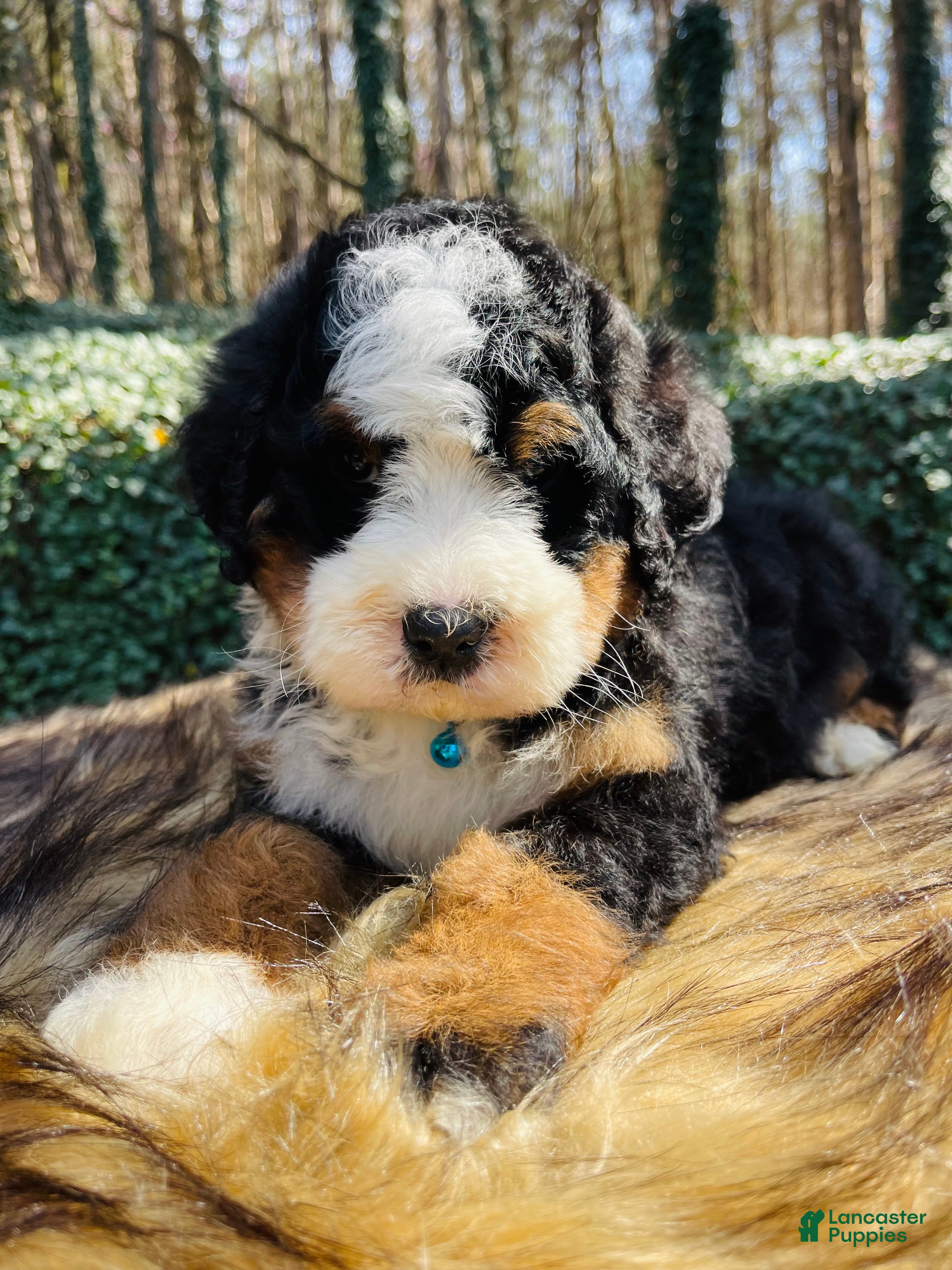 Bernedoodle dogs Bernedoodle “Jellybean” ( Lt blue collar) - Ad 16