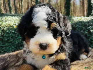 Bernedoodle dogs Bernedoodle “Jellybean” ( Lt blue collar) - Ad 16