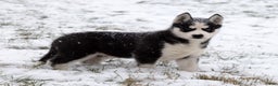 Siberian Husky dogs for sale: Comet - Ad 5