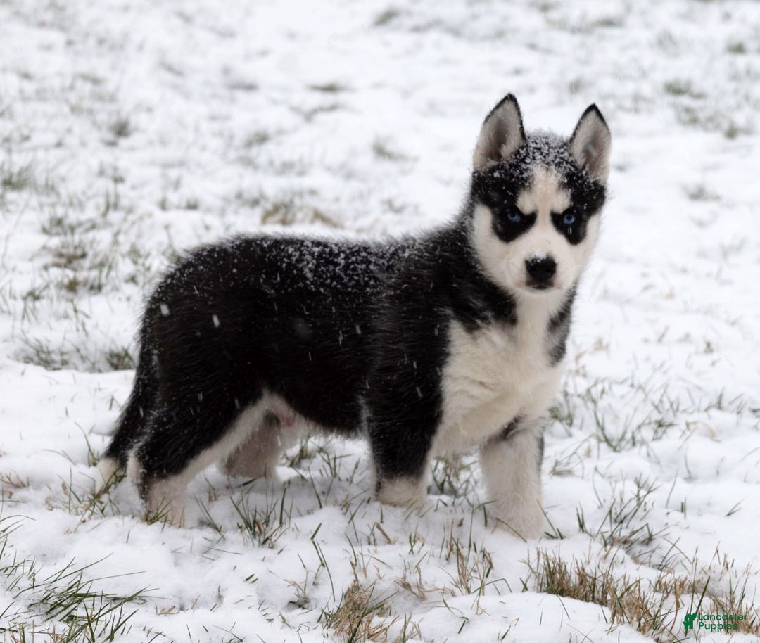 Siberian Husky dogs for sale: Comet - Ad 5