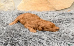 Mini Goldendoodle dogs for sale: Mia  - Image 9