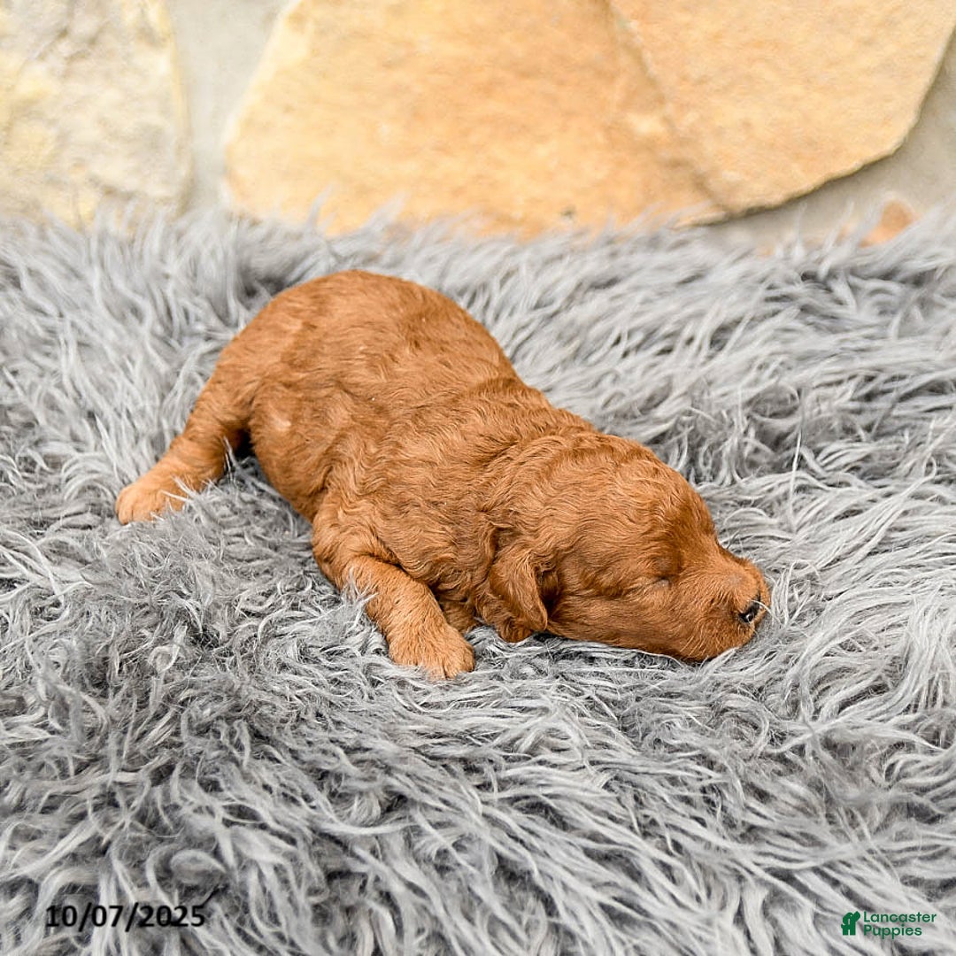 Mini Goldendoodle dogs for sale: Mia  - Image 9