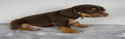 Beabull dogs for sale: Parker - Ad 2