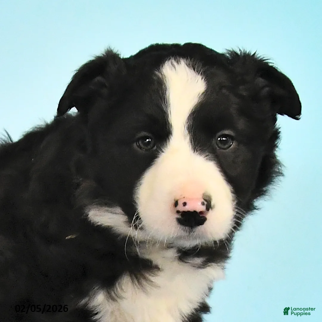 Mixed Breed dogs for sale: Roscoe - Ad 3