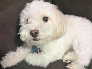 Pekingese dogs Pomapoo Puppy 2 - Ad 12