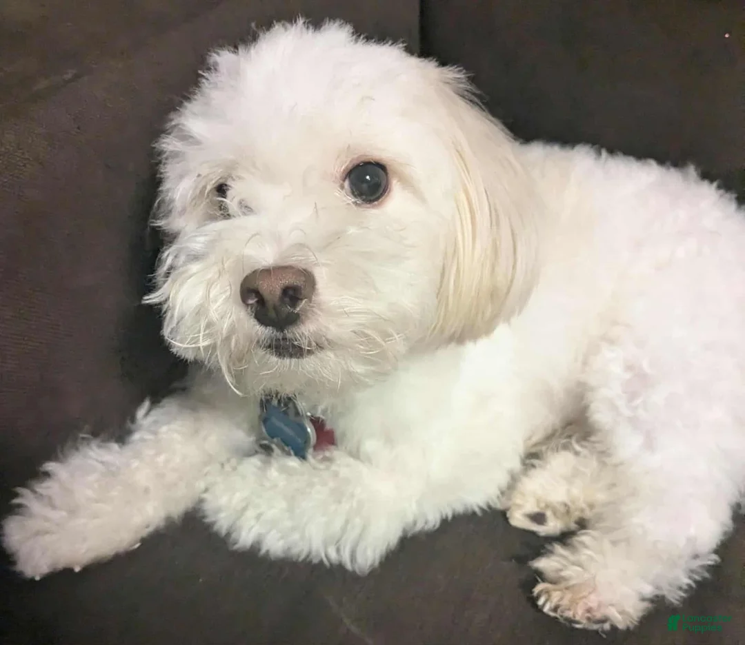 Pekingese dogs for sale: Pomapoo Puppy 2 - Ad 1