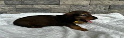 Miniature Dachshund dogs for sale: Zeke - Ad 2