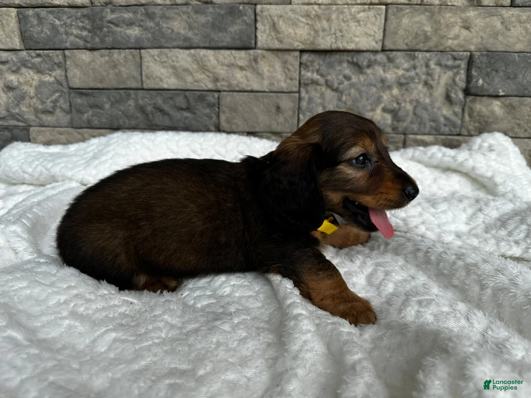 Miniature Dachshund dogs for sale: Zeke - Ad 2