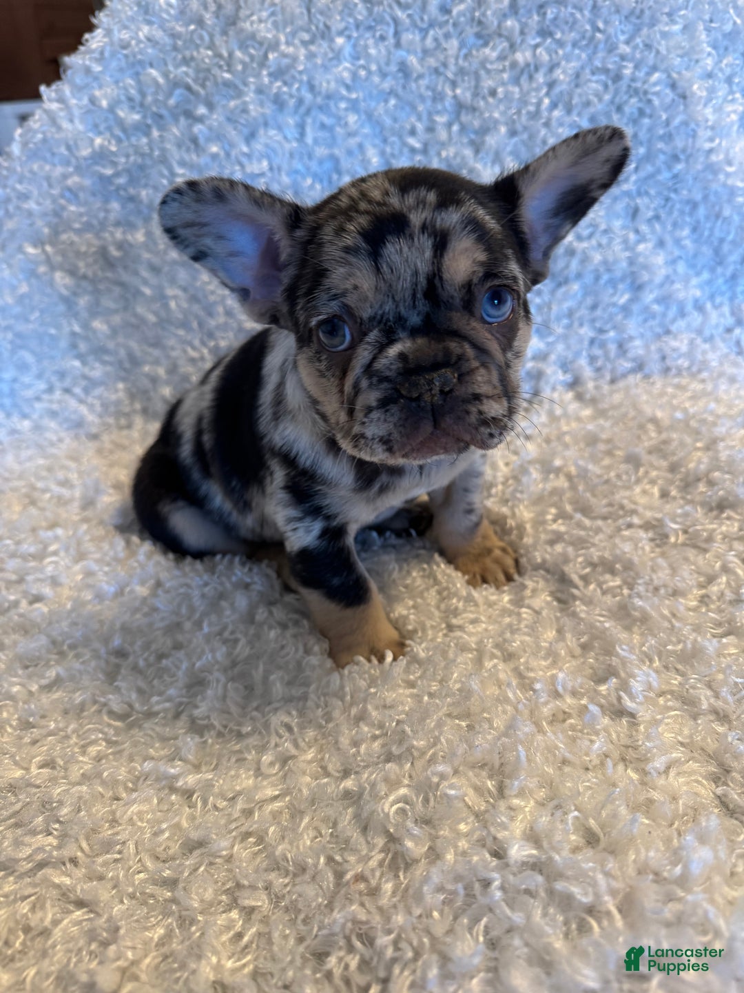 French Bulldog dogs for sale: Maverick  - Ad 1