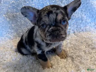 French Bulldog dogs Maverick - Ad 6