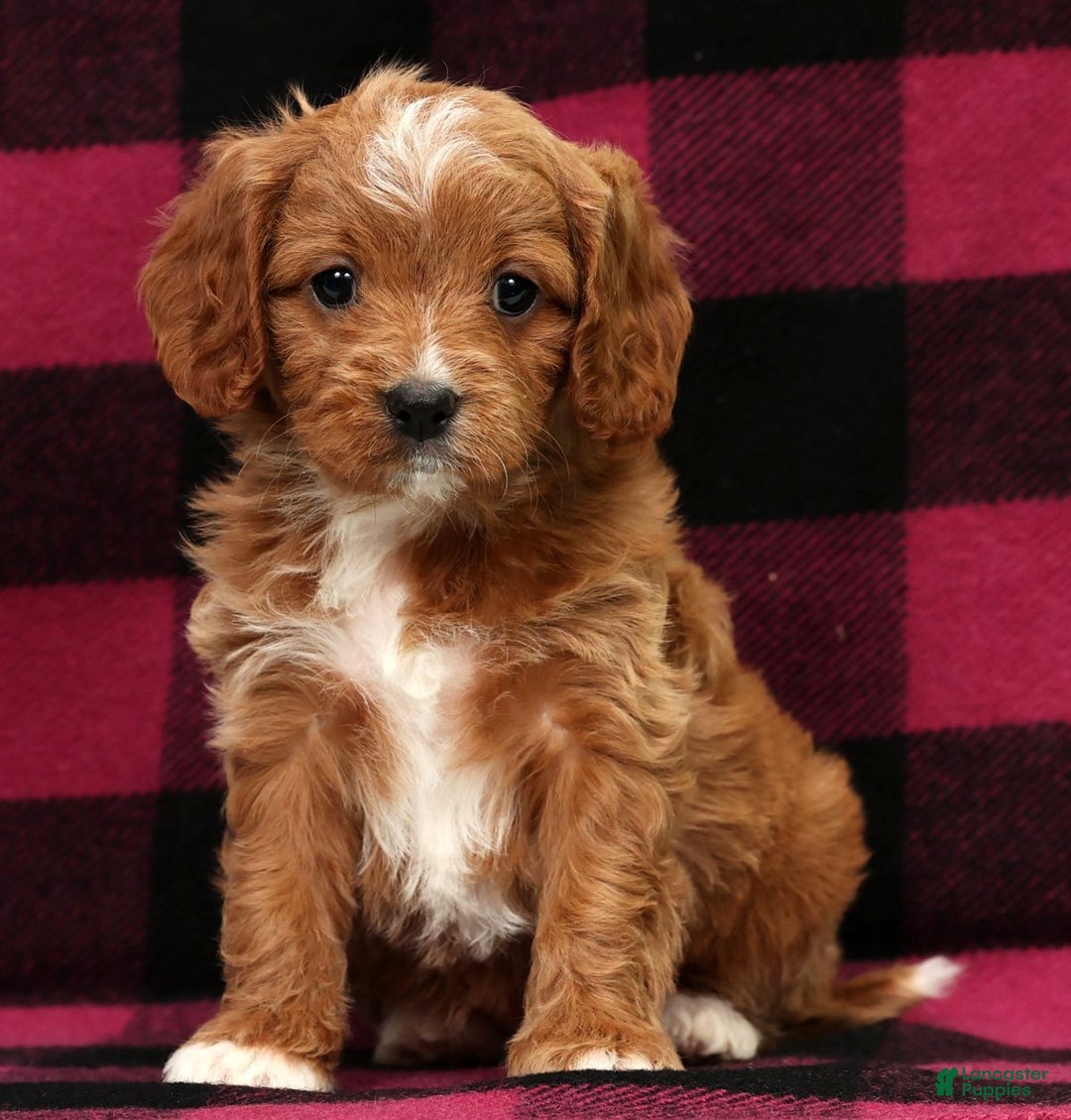 Cavapoo dogs for sale: Holly - Ad 1