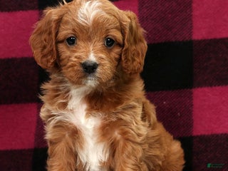 Cavapoo dogs Holly - Ad 2