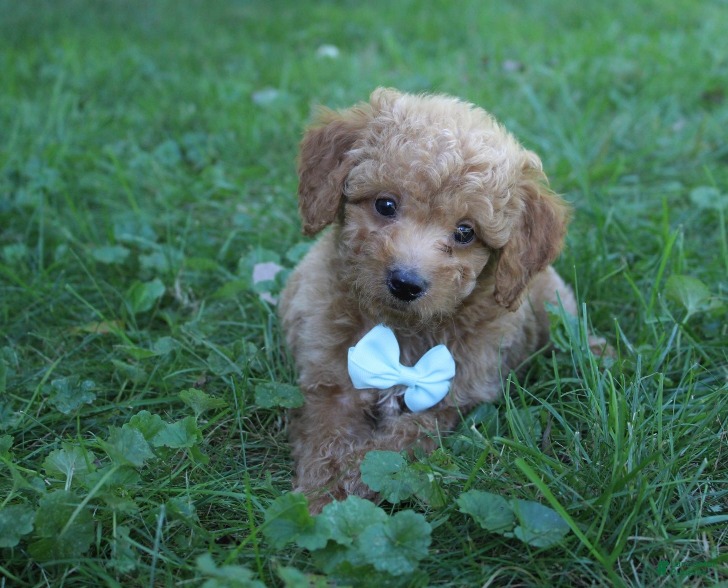 Mini Goldendoodle dogs Dante 💎 - Ad 1