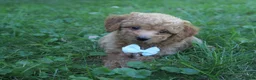 Mini Goldendoodle dogs for sale: Dante 💎 - Ad 6