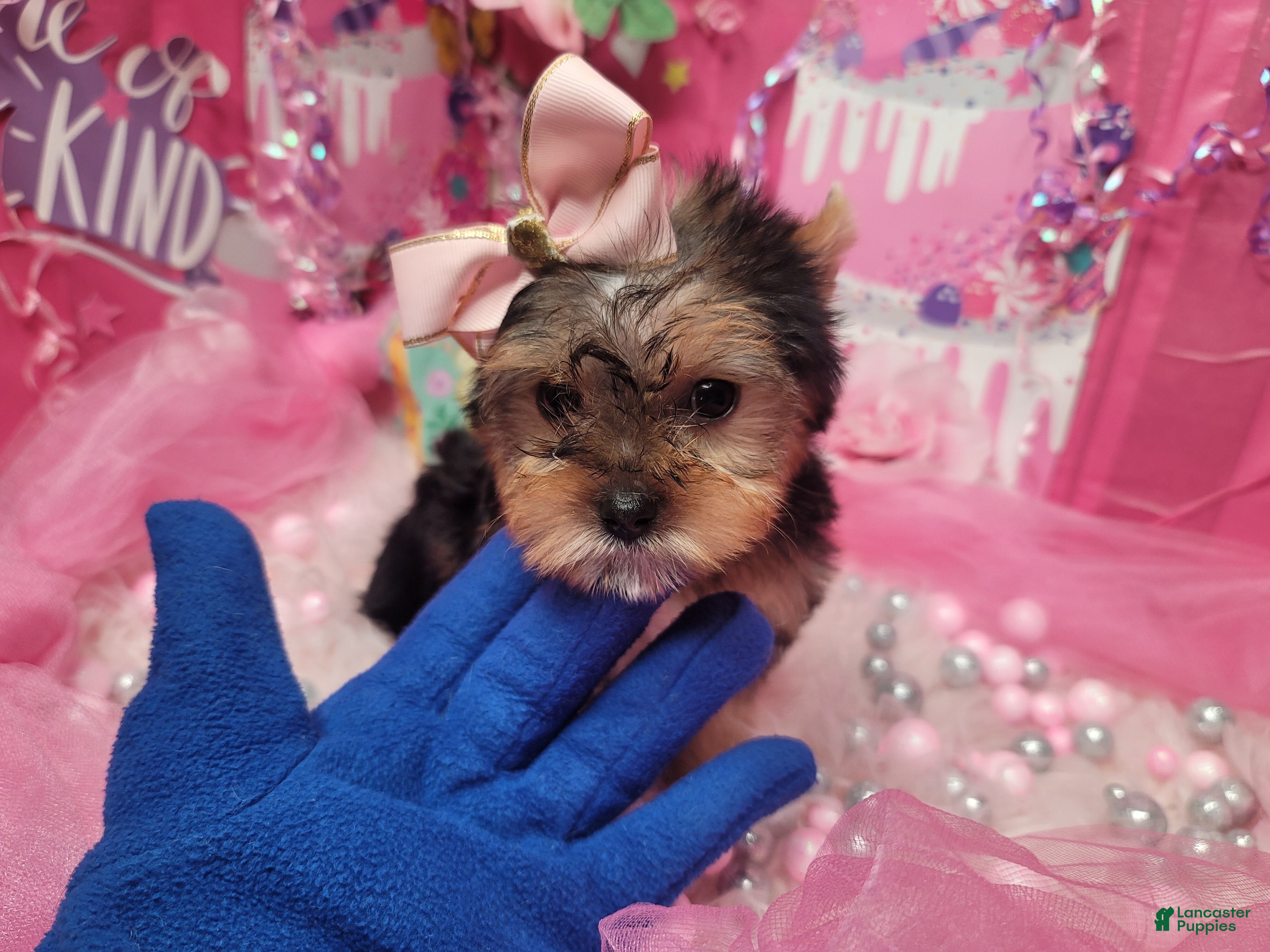 Yorkshire Terrier dogs Loveable - Ad 2