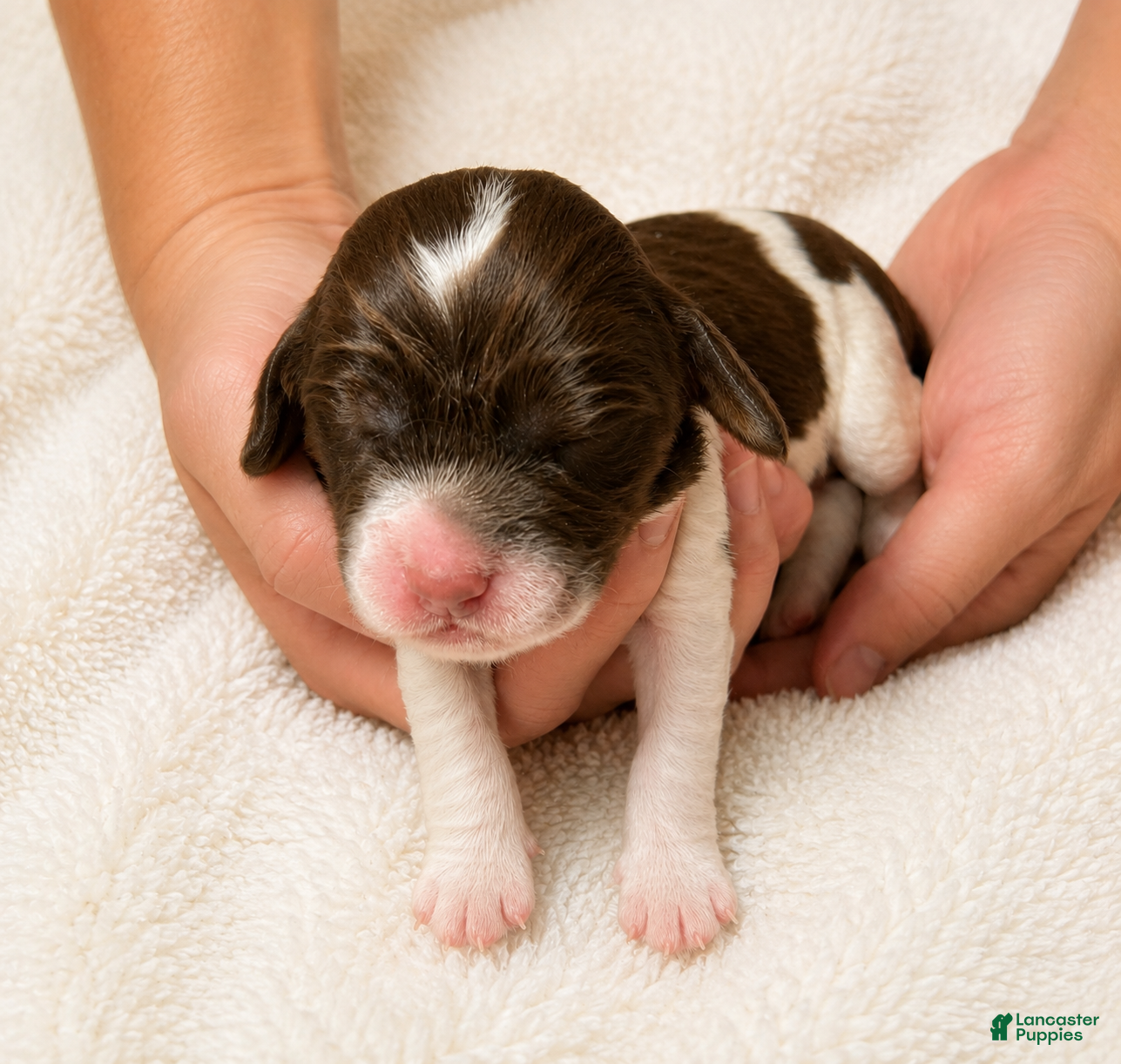 English Springer Spaniel dogs English Springer Spaniel 9 - Ad 2