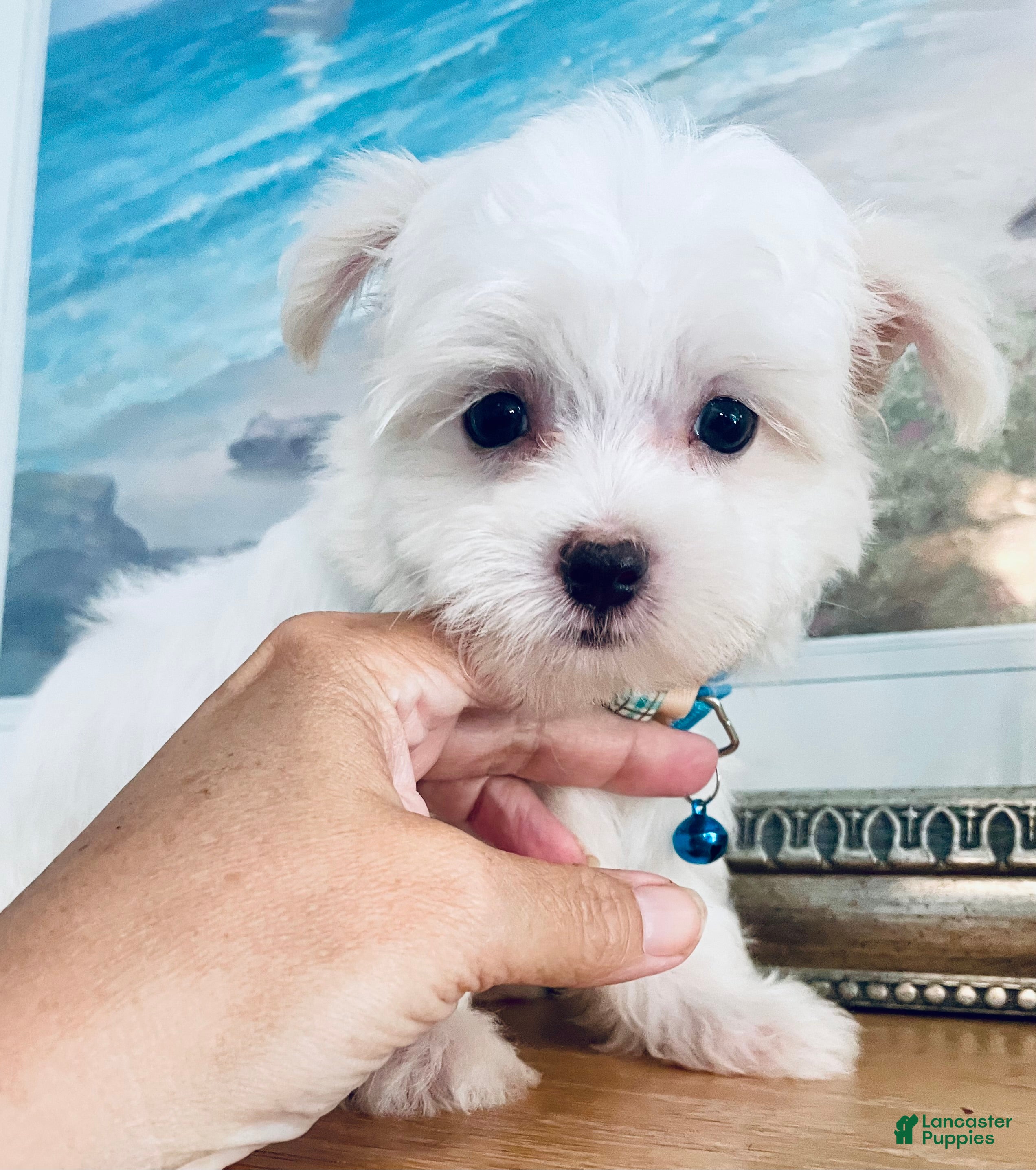 Maltese dogs Toy sized Andi - Ad 2