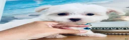 Maltese dogs for sale: Toy sized Andi - Ad 2